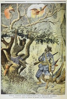 Killing Birds of Paradise, New Guinea, 1908
