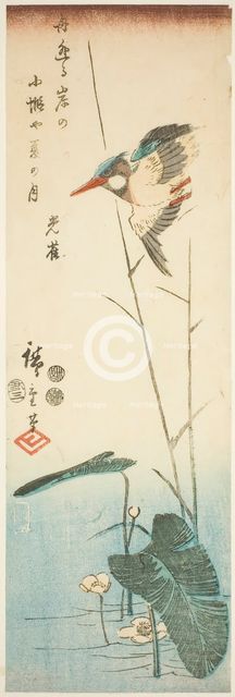 Kingfisher above a Yellow-flowered Water Plant, 1853, third month. Creator: Ando Hiroshige.