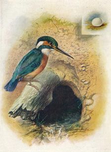 Kingfisher - Alce'do is'pida c1910, (1910). Artist: George James Rankin