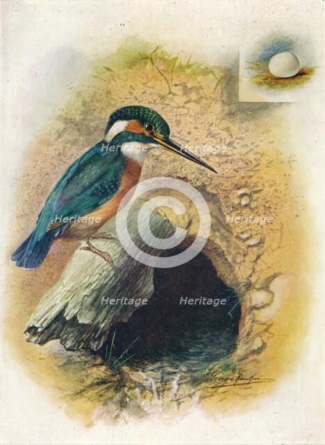 'Kingfisher - Alce'do is'pida', c1910, (1910). Artist: George James Rankin.