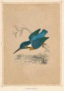 Kingfisher (Alcedines), c1850, (1856)
