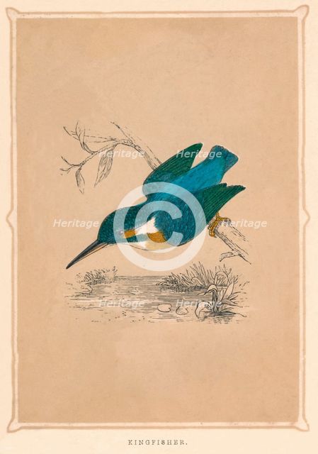 'Kingfisher', (Alcedines), c1850, (1856). Artist: Unknown.