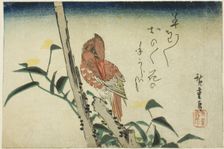 Kingfisher and dayflower, 1830s. Creator: Ando Hiroshige