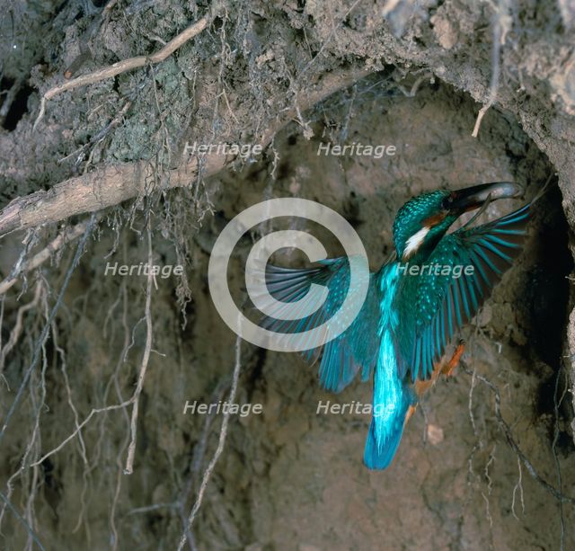 Kingfisher and worm.