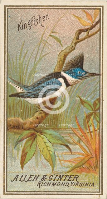Kingfisher, from the Birds of America series (N4) for Allen & Ginter Cigarettes Brands, 1888. Creator: Allen & Ginter.