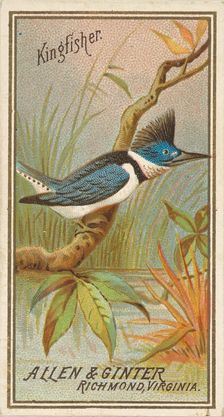 Kingfisher, from the Birds of America series (N4) for Allen & Ginter Cigarettes Brands, 1888. Creator: Allen & Ginter