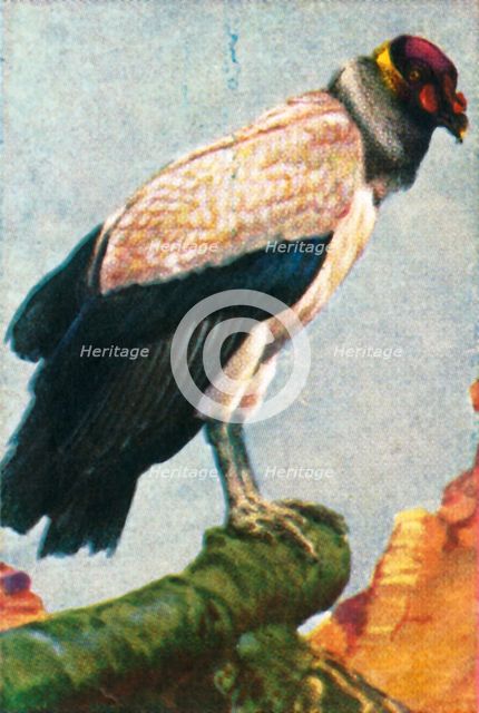 King vulture, c1928. Creator: Unknown.
