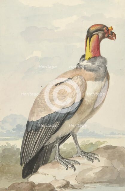 King vulture (Sarcoramphus papa), 1758. Creator: Aert Schouman.