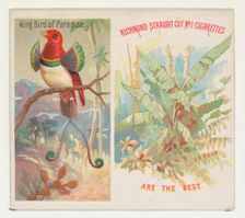 King Bird of Paradise, from Birds of the Tropics series (N38) for Allen & Ginter Cigarette..., 1889. Creator: Allen & Ginter