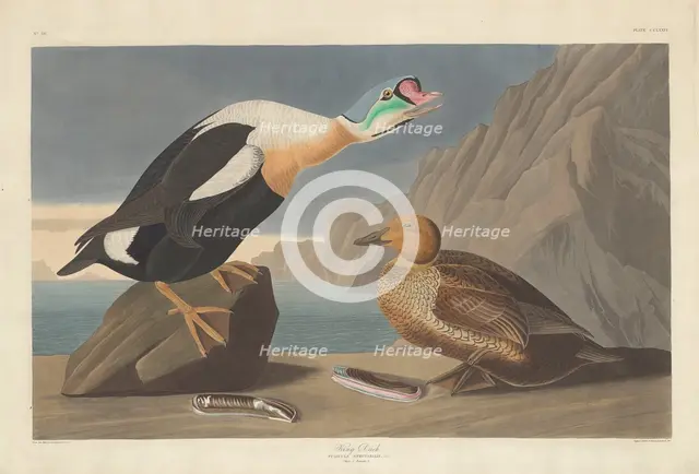 King Duck, 1835. Creator: Robert Havell.