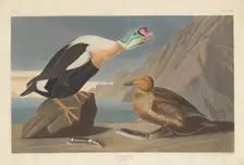 King Duck, 1835. Creator: Robert Havell