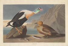 King Duck, 1835. Creator: Robert Havell