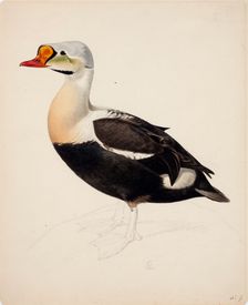King Eider; unfinished, 1843. Creator: Magnus von Wright