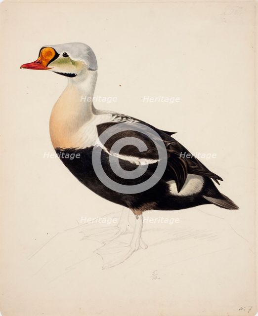 King Eider; unfinished, 1843. Creator: Magnus von Wright.