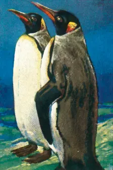 King penguins, c1928. Creator: Unknown
