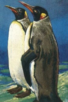 King penguins, c1928. Creator: Unknown