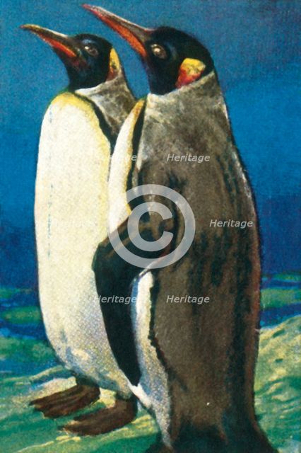 King penguins, c1928. Creator: Unknown.