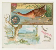 King Rail, from the Game Birds series (N40) for Allen & Ginter Cigarettes, 1888-90. Creator: Allen & Ginter