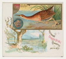 King Rail, from the Game Birds series (N40) for Allen & Ginter Cigarettes, 1888-90. Creator: Allen & Ginter