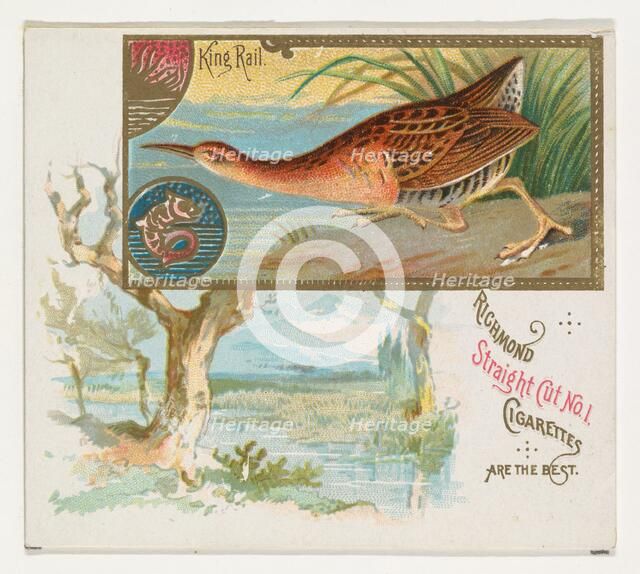 King Rail, from the Game Birds series (N40) for Allen & Ginter Cigarettes, 1888-90. Creator: Allen & Ginter.