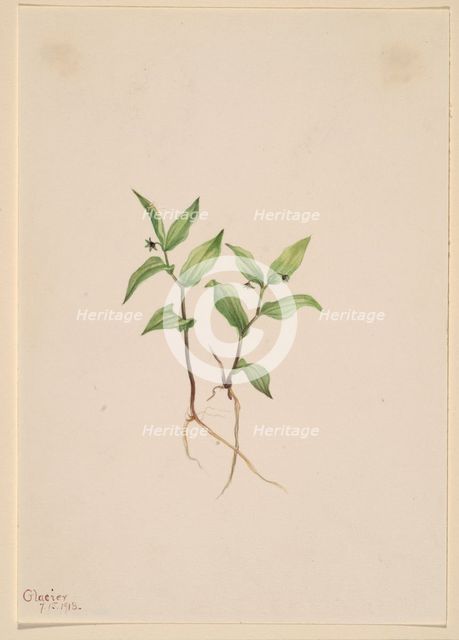 Kruhsea (Kruhsea streptopoides), 1913. Creator: Mary Vaux Walcott.