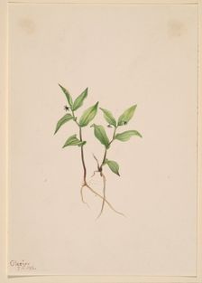 Kruhsea (Kruhsea streptopoides), 1913. Creator: Mary Vaux Walcott