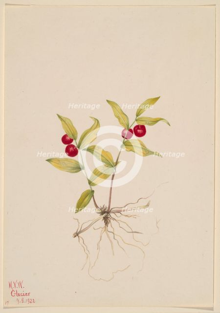 Kruhsea (Kruhsea streptopoides), 1922. Creator: Mary Vaux Walcott.