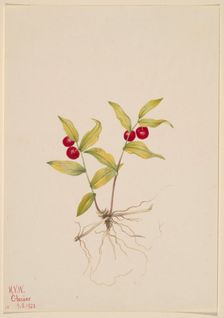 Kruhsea (Kruhsea streptopoides), 1922. Creator: Mary Vaux Walcott