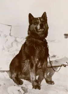 'Krisravitsa c1910–1913, (1913). Artist: Herbert Ponting