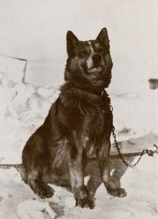 'Krisravitsa c1910–1913, (1913). Artist: Herbert Ponting