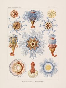 Kunstformen der Natur (Art Forms in Nature), 1899-1903. Creator: Haeckel, Ernst (1834-1919)