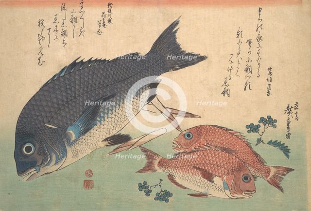 Kurodai and Kodai Fish with Bamboo Shoots and Berries, from the series Uozukushi (Every V..., 1830s. Creator: Ando Hiroshige.
