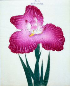 Kyo-Kanoko, No 24