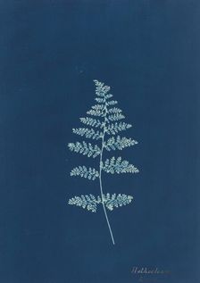 Hothocleana, c. 1850s. Creator: Unknown