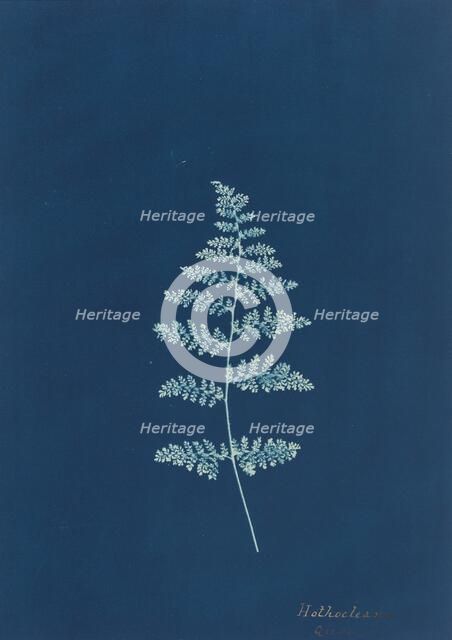 Hothocleana, c. 1850s. Creator: Unknown.