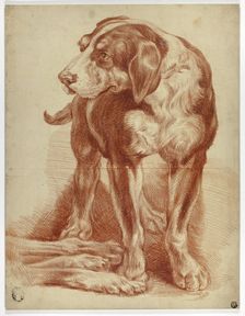 Hound Standing, n.d. Creator: Unknown
