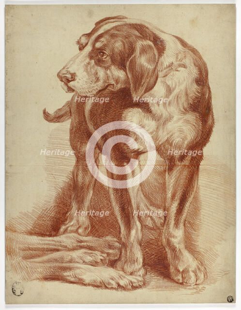 Hound Standing, n.d. Creator: Unknown.