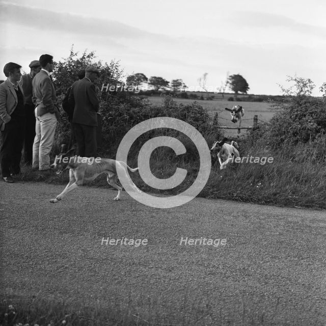 Hound Trailing, one of Cumbria's oldest and most popular sports, Keswick, 2nd July 1962. Creator: Michael Walters.