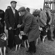 Hound Trailing, one of Cumbria's oldest and most popular sports, Keswick, 2nd July 1962. Creator: Michael Walters
