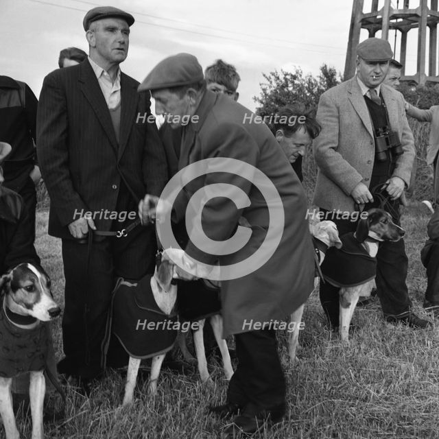 Hound Trailing, one of Cumbria's oldest and most popular sports, Keswick, 2nd July 1962. Creator: Michael Walters.