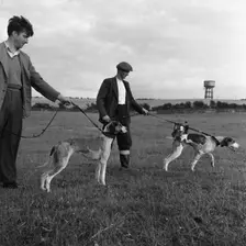 Hound Trailing, one of Cumbria's oldest and most popular sports, Keswick, 2nd July 1962. Creator: Michael Walters
