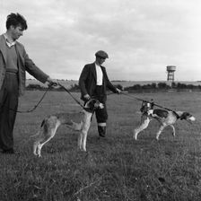 Hound Trailing, one of Cumbria's oldest and most popular sports, Keswick, 2nd July 1962. Creator: Michael Walters