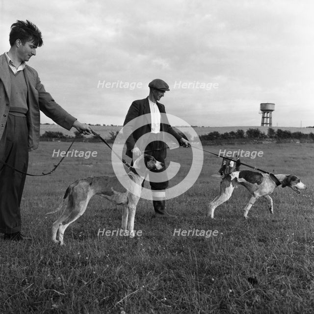 Hound Trailing, one of Cumbria's oldest and most popular sports, Keswick, 2nd July 1962. Creator: Michael Walters.