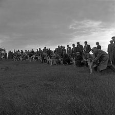Hound Trailing, one of Cumbria's oldest and most popular sports, Keswick, 2nd July 1962. Creator: Michael Walters