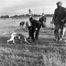 Hound Trailing, one of Cumbria's oldest and most popular sports, Keswick, 2nd July 1962. Creator: Michael Walters