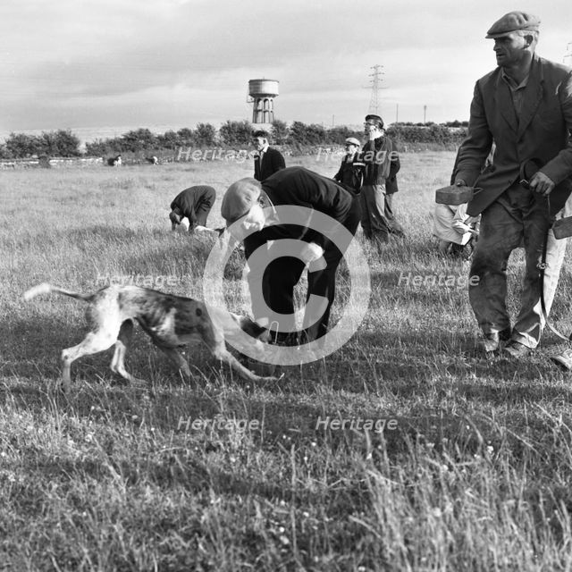 Hound Trailing, one of Cumbria's oldest and most popular sports, Keswick, 2nd July 1962. Creator: Michael Walters.