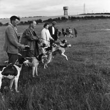Hound Trailing, one of Cumbria's oldest and most popular sports, Keswick, 2nd July 1962. Creator: Michael Walters