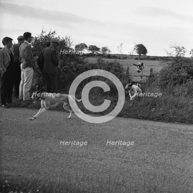 Hound Trailing, one of Cumbria's oldest and most popular sports, Keswick, 2nd July 1962. Artist: Michael Walters