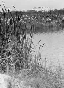 House and grounds of "The Shallows," property of Lucien Hamilton Tyng, Southampton, Long Island, 193 Creator: Arnold Genthe