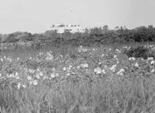 House and grounds of "The Shallows," property of Lucien Hamilton Tyng, Southampton, Long Island, 193 Creator: Arnold Genthe